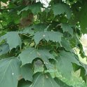 Acer platanoides feuille